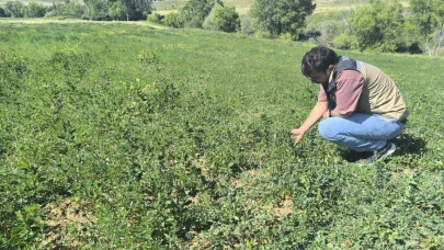 Bayburt’ta 4 köyde yem bitkisi tarla kontrolleri tamamlandı