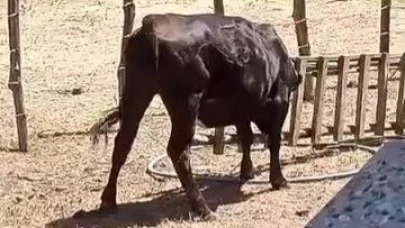 Meraklı ineğin başı sıkıştı