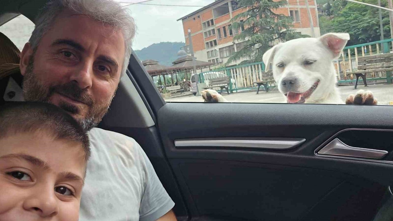 Esnafın peşinden ayrılmayan pitbull görünümlü köpek sosyal medyada gündem oldu