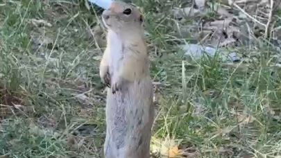 Daha önce bisküvi yerken görüntülenmişti, bu kez yiyecek ararken görüldü