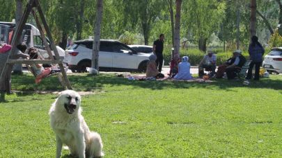 Hafta sonu mesire alanları doldu