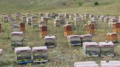 Doğu Karadeniz’de arıcılık alarm veriyor