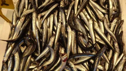 Hamsiyi tezgahta erken gören balıkçı sevinsin mi üzülsün mü bilemedi