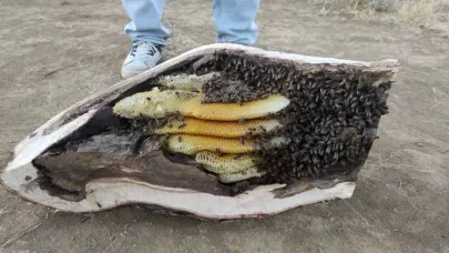 Elazığ’da mağara ve ağaç kovuğundan kilo kilo organik bal çıktı