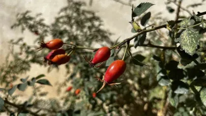 Bayburt’un dağlarında kuşburnu bolluğu