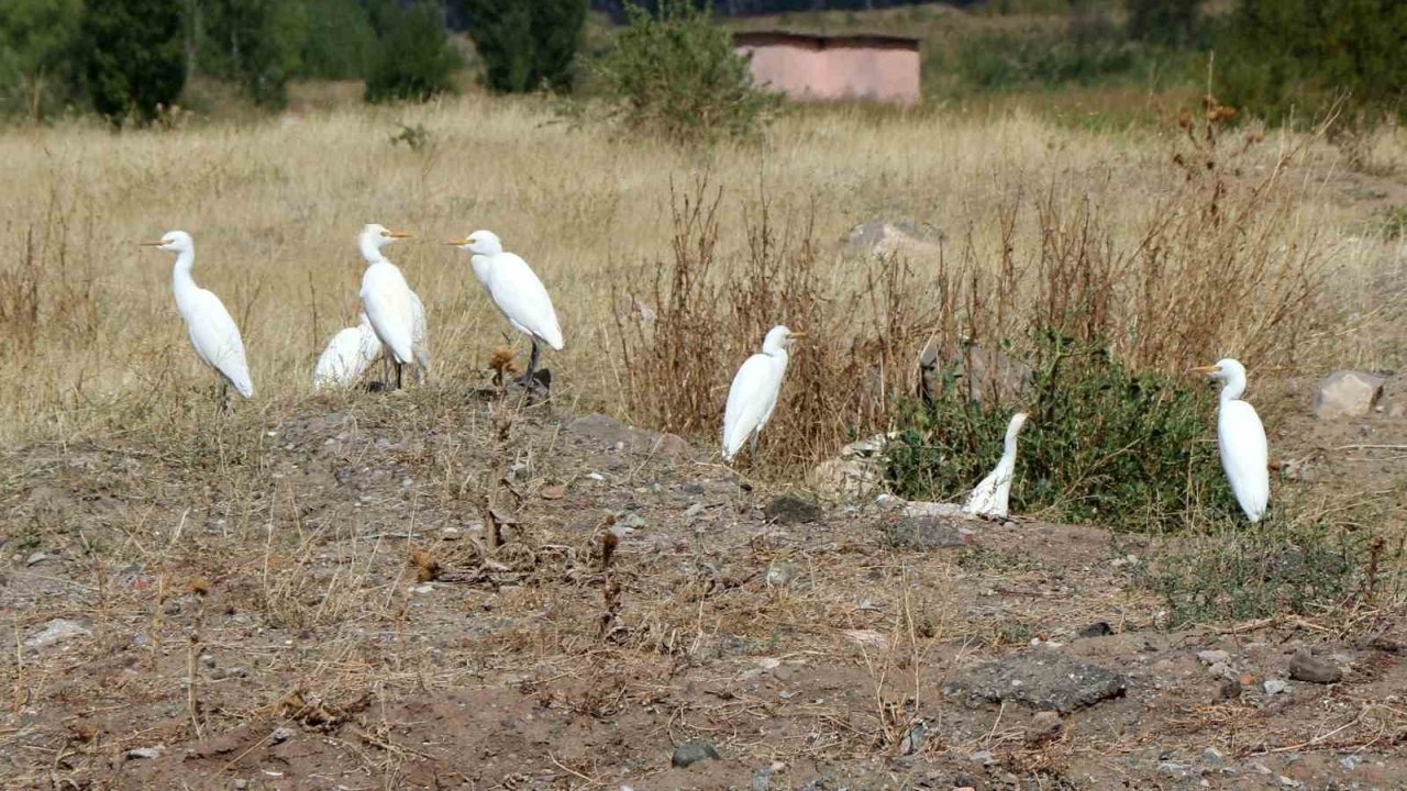 Erzincan’da süzülen kuşların göç hareketleri izleniyor