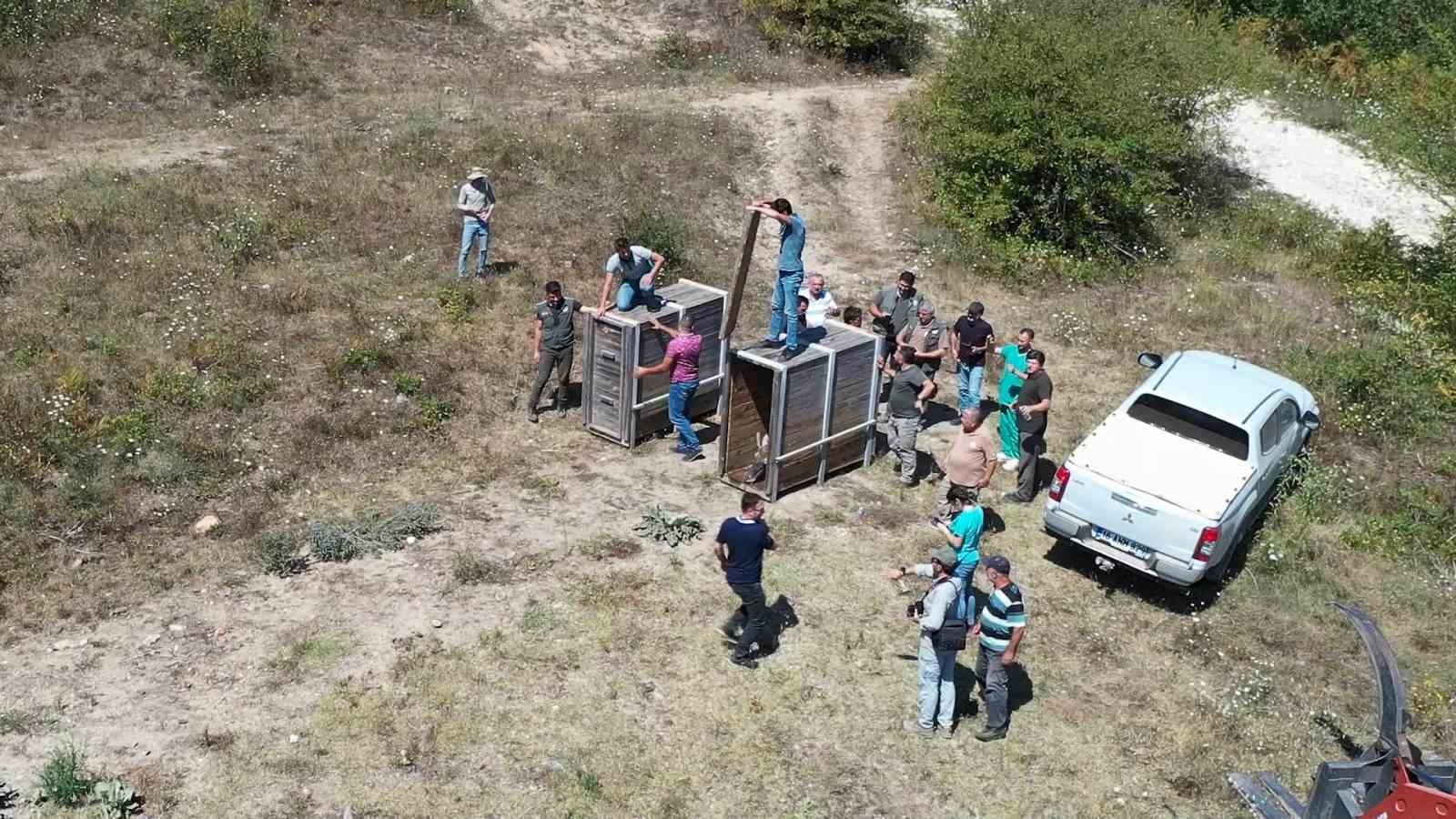 DMKP kızıl geyikler için zamanla yarıştı-1
