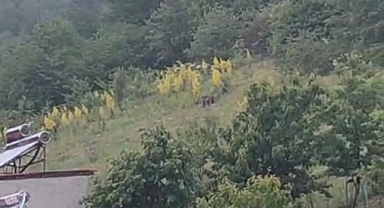 Gündüz vakti şaşırtan misafirler kameraya takıldı