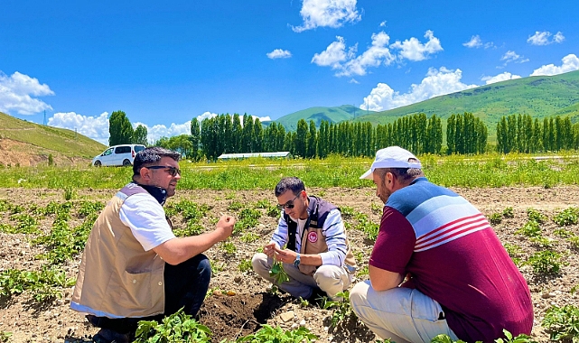 Patates tarlaları kontrol ediliyor