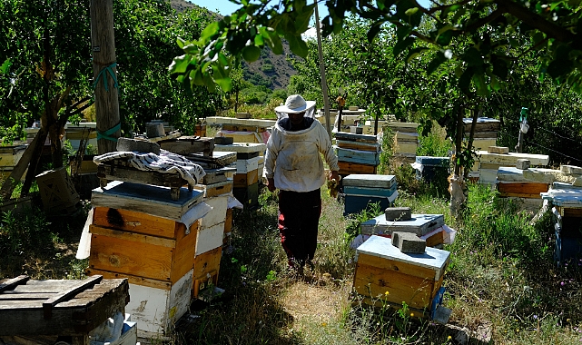 Arıcılar hasat için gün sayıyor