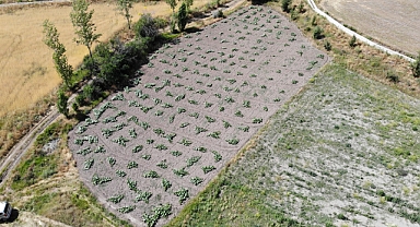 Asıl amacımız, "Ata tohumunun devamını sağlamak"