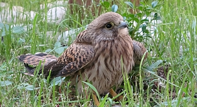 Bingöl’de bitkin halde bulunan atmaca tedavi altına alındı