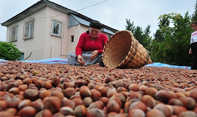 Düzce’de yılın ilk yarısında 6 bin 40 ton fındık ihraç edildi