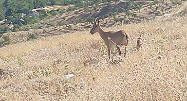 Elazığ’da dağ keçileri görüldü