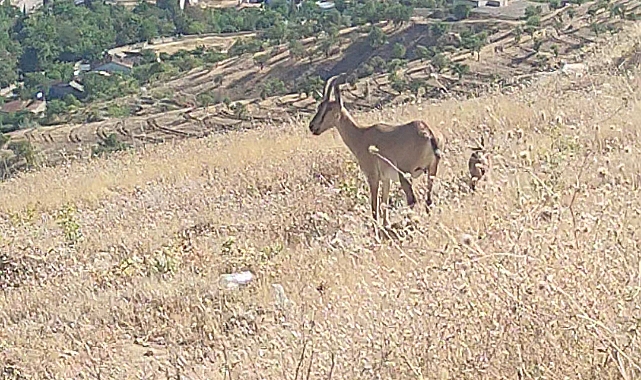 Elazığ’da dağ keçileri görüldü