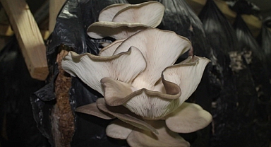 Gümüşhane'de mantardan zehirlenen 9 kişi Bayburt'ta tedavi altında!