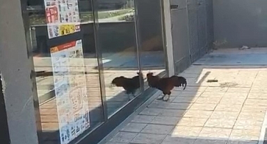 Markete giremeyen horoz camları dövdü