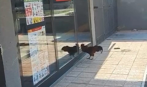 Markete giremeyen horoz camları dövdü