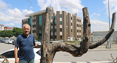 Şekli dikkatini çekti, kestirip bahçesinde yıllarca muhafaza etti