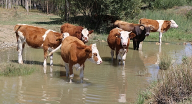 Sıcaktan etkilenen hayvanlar böyle serinletiliyor