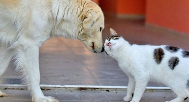 Sokak hayvanlarına yönelik yasa teklifi komisyondan geçti