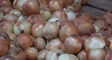 430 bin ton üretildi, Amasya’da soğan tarlada bir aydır 6 TL