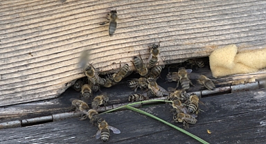 Anzer Balı'nda sağım tamamlandı