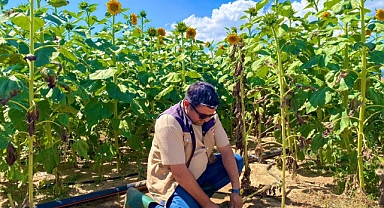 Ayçiçek tarlalarında kontrol yapıldı