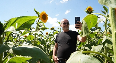 Ayçiçekleri Kartpostallık görüntüler oluşturuyor