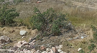 Balıkçıl yuvaları ile bilinen son ağaçlar da kesildi!