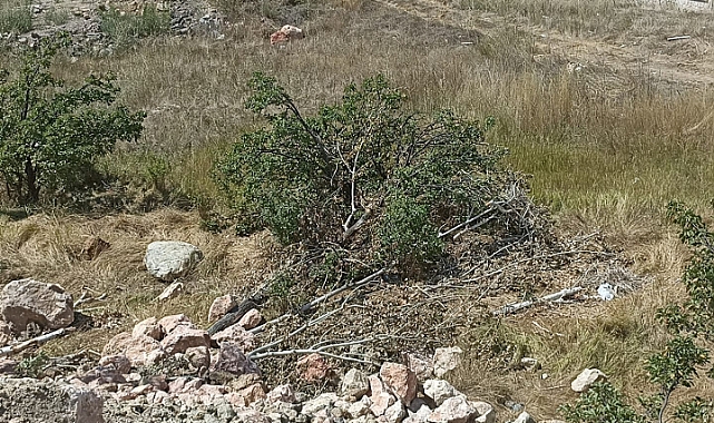 Balıkçıl yuvaları ile bilinen son ağaçlar da kesildi!