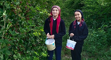 Böğürtlen kanser başta olmak üzere birçok derde deva!