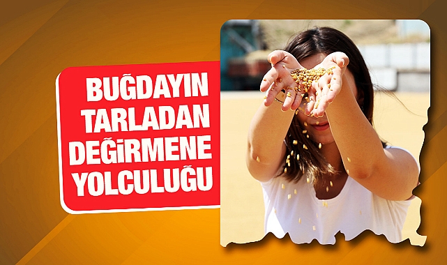 Buğdayın tarladan değirmene yolculuğu