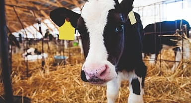 Destekleme başvuruları başlıyor…