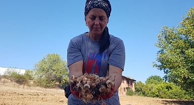 "Dünyanın en pahalı baharatı" toprakla buluşturuldu