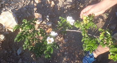 Elmalı köyünde 60 bin kuşburnu fidanı dikildi