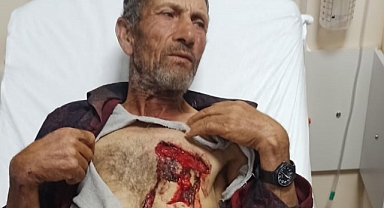 Hayvanlarını otlatırken yaban domuzunun saldırısına uğradı