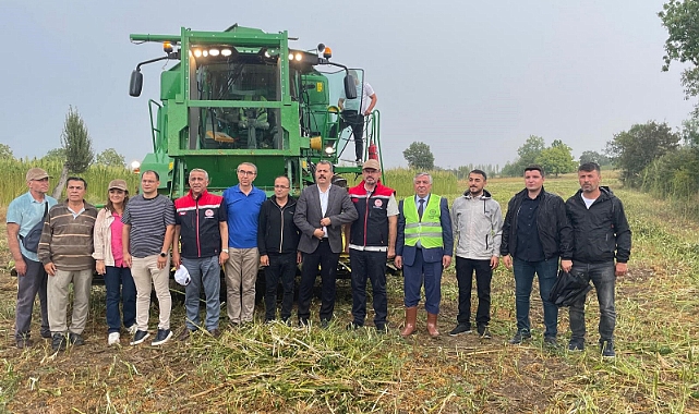 Samsun’da kenevir hasadı