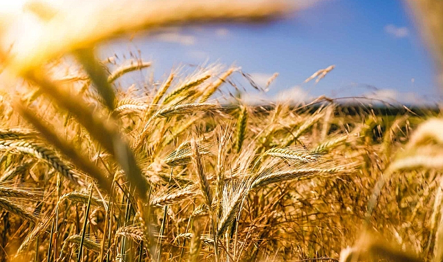 Sertifikalı tohum kullanım desteklemeleri, askıya çıkıyor