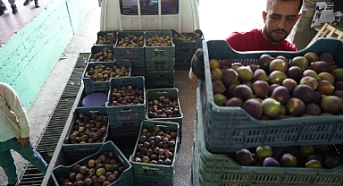 Siyah incir rekoltesi yüzleri güldürdü