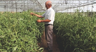 Yalancı Mildyö hastalığı Aslandede köyündeki verimi azalttı