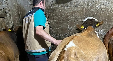 Yoncadan şişen 163 hayvana müdahale edildi