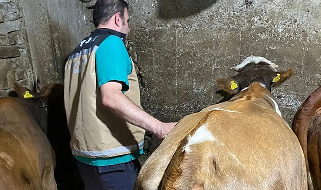 Yoncadan şişen 163 hayvana müdahale edildi