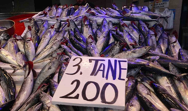 Balıkçı ağları palamut ile doldu, tezgahtaki fiyatı 75 TL'ye düştü