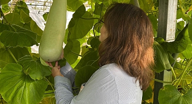 Bayburt’ta Haylan kabağı hasadı