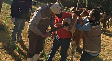 Bayburt’ta yonca tarlasına giren 60 büyükbaş hayvan zehirlendi
