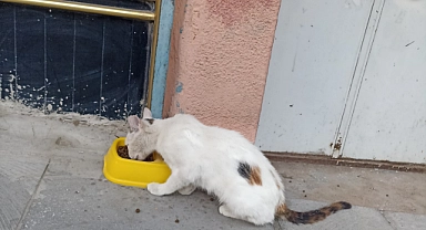 Belediye duyarsız kaldı, vatandaş kendi çözümünü buldu…
