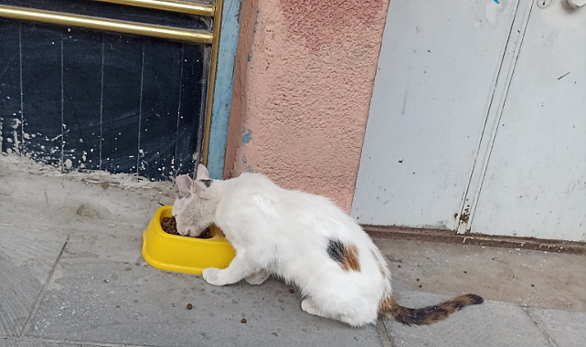 Belediye duyarsız kaldı, vatandaş kendi çözümünü buldu…