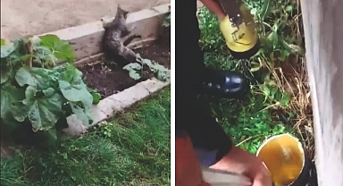 Boruya sıkışan kediyi itfaiye kurtardı