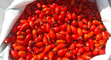 Dağda taşta bedava, çarşıda ise hayli pahalı!